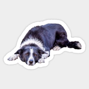 Border Collie Lying Down Playing Fetch Sticker